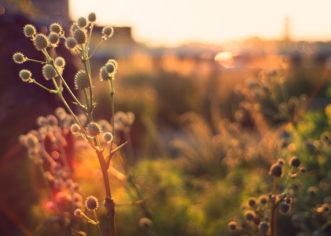 Pictures of Food You wish you didn’t want to eat!